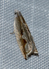 Ancylis diminuatana