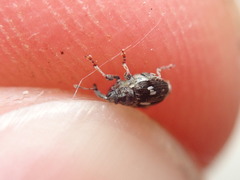 Mogulones asperifoliarum