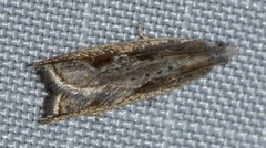 Ancylis diminuatana