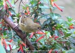 Diglossa albilatera