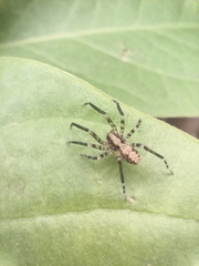 Acanthoctenus spiniger