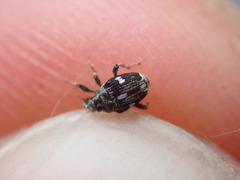 Mogulones asperifoliarum