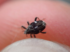 Mogulones asperifoliarum