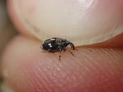 Mogulones asperifoliarum