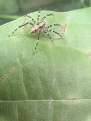 Acanthoctenus spiniger