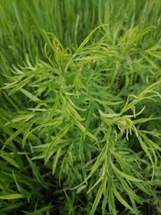 Artemisia umbrosa