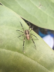 Acanthoctenus spiniger