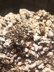 Acanthoctenus spiniger
