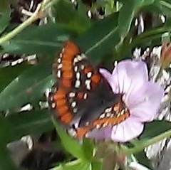 Euphydryas gillettii