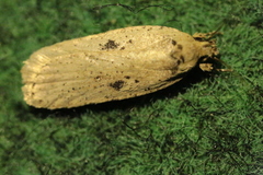 Agonopterix yeatiana