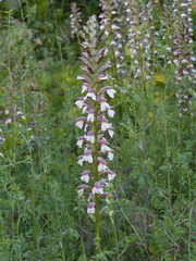 Acanthus mollis