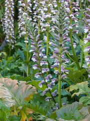 Acanthus mollis