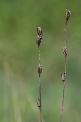 Sesamum indicum