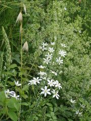 Ornithogalum pyramidale