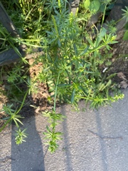 Galium mollugo
