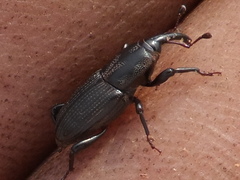Sphenophorus incurrens