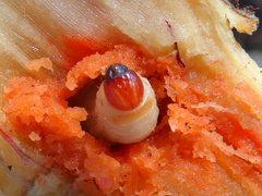 Sphenophorus incurrens