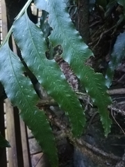 Asplenium anisophyllum