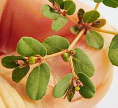 Euphorbia humifusa