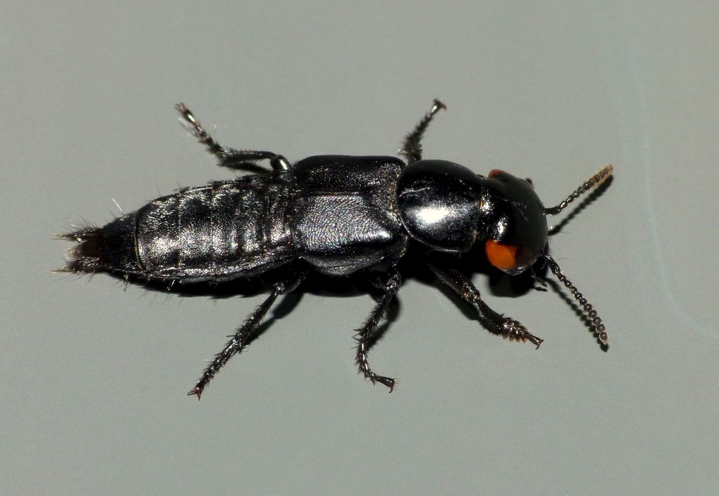 Devil's Coachhorse