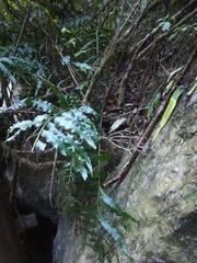 Asplenium anisophyllum