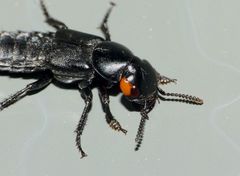 Creophilus oculatus