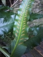 Asplenium anisophyllum