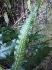 Asplenium anisophyllum