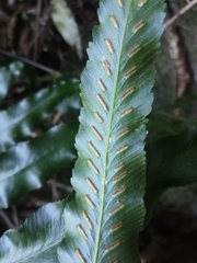 Asplenium anisophyllum