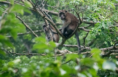 Macaca fascicularis philippensis