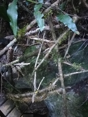 Asplenium anisophyllum