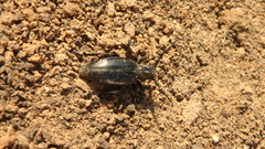 Dorcadion carinatum