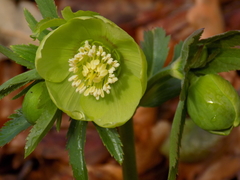 Helleborus odorus