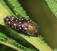 Diphucrania leucosticta