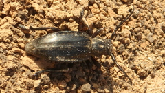 Dorcadion carinatum