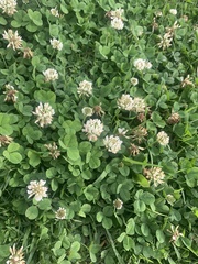 Trifolium repens