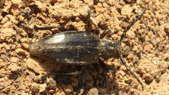 Dorcadion carinatum