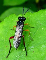 Macrophya diversipes