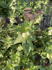 Lamium album