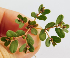 Euphorbia humifusa