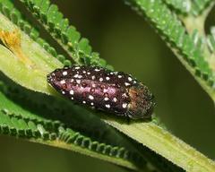 Diphucrania leucosticta