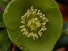 Helleborus odorus