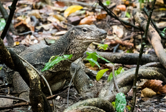Varanus palawanensis