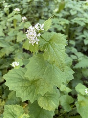 Alliaria petiolata
