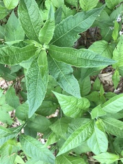 Verbesina alternifolia