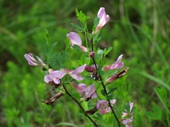 Chamaecytisus purpureus