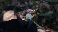 Vicia lutea