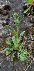 Crepis vesicaria taraxacifolia