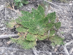 Selaginella novoleonensis