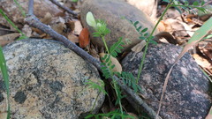 Vicia lutea
